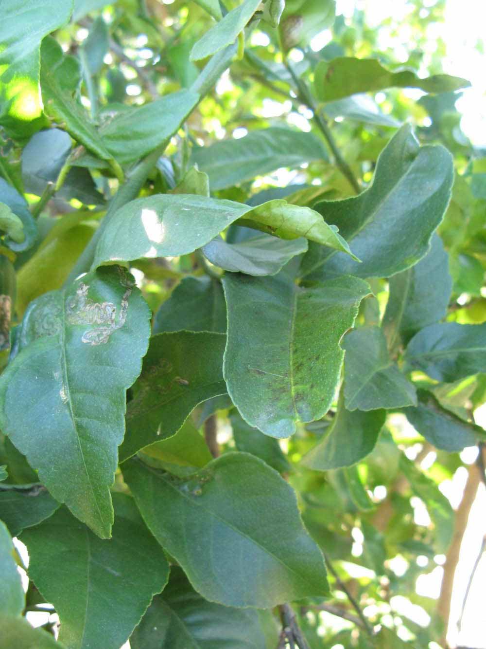            Shade leaves (Winter Haven, FL)   